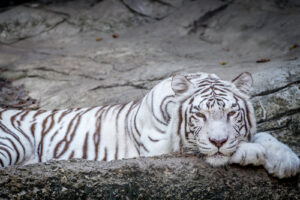 White tiger